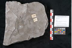Foto (Objekt + Etikett) von Calamites sp.  (NHMW-GEO-2024-0188-10987)